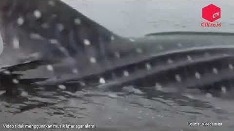Hiu Tutul Raksasa Terdampar di Perairan Karangkandri Cilacap@CTV_Indonesia