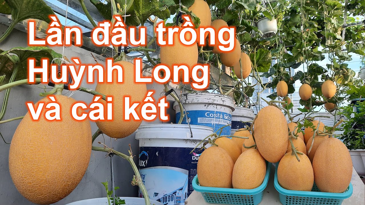 Phần 2: Chia sẽ cách trồng dưa lưới huỳnh long trên sân thượng | Bà Lan - Nông dân sân thượng #29