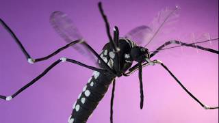 The life of a mosquito (claymation) by Perran Ross 58,785 views 4 years ago 3 minutes