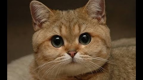 Tree Of Savior. Fedimian tries field Baubas.