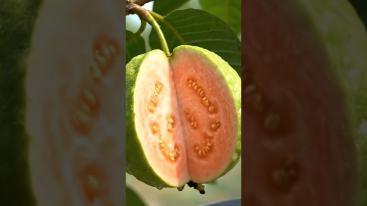 "1 सेकंड में सुकून| Most🤩🍈 Most  SatisfyingGuava Cut 