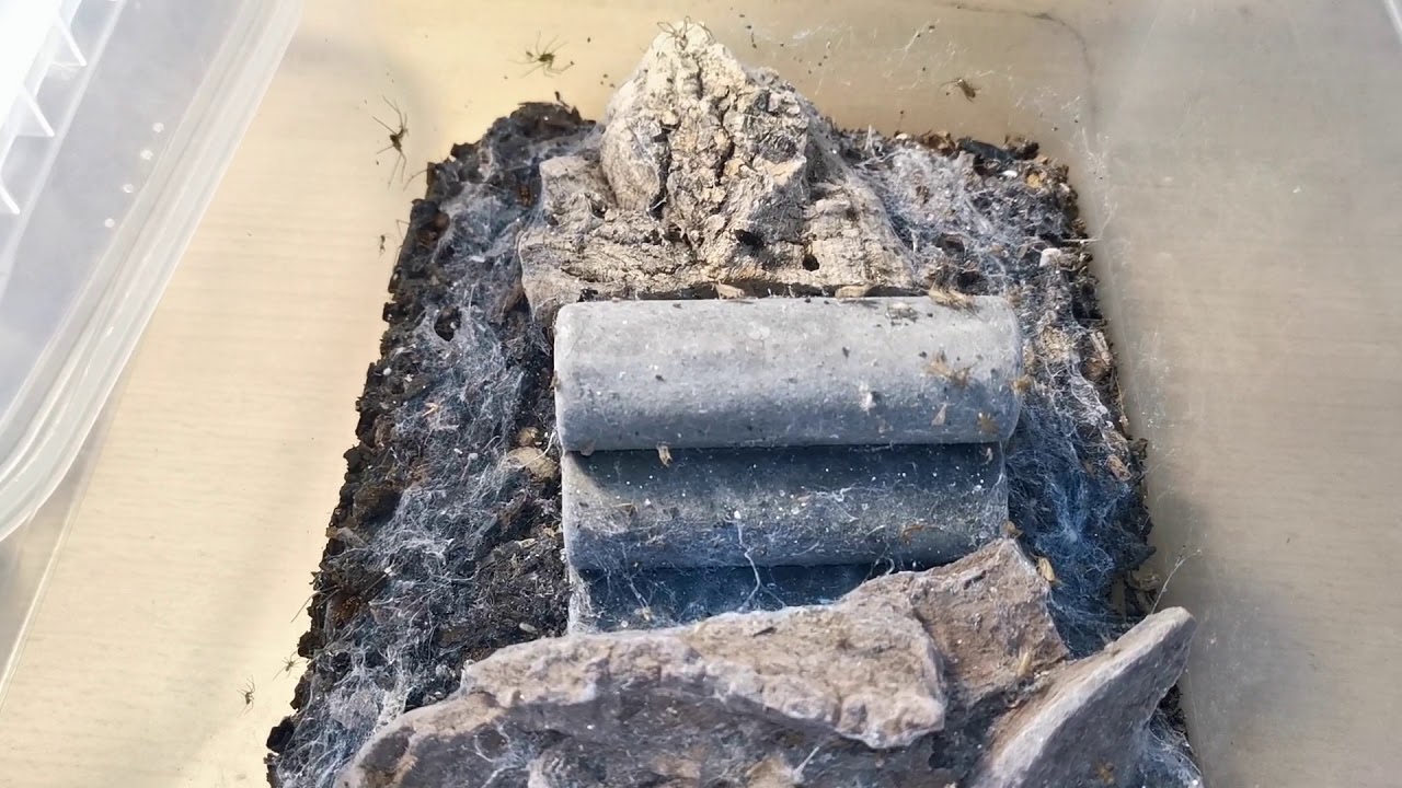 1 Minute with Loxosceles cf. simillima (African Recluse Spider)