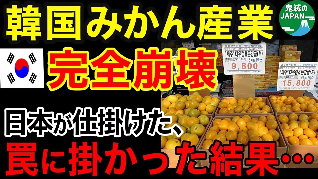 海外の反応ついに韓国みかん産業が崩壊日本からの恐るべき仕返しに阿鼻叫喚