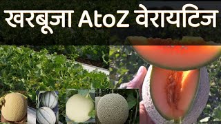 खरबूजा की खेती || खरबूजा की उन्नत किस्में|| Top variety muskmelon seeds ||muskmelon farming in india