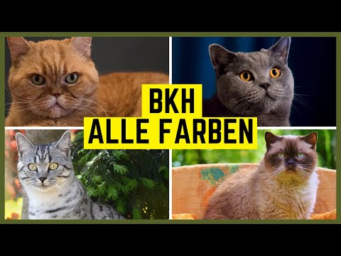 BRITISCH KURZHAAR Farben und Fellzeichnungen der BKH Katze