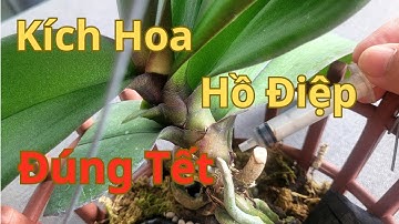 How to Make Phalaenopsis Orchids Bloom in Time for Tet - No Matter What, Flowers Will Fill the Ho...