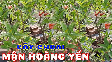 Cây Mận Hoàng Yến Nút Áo cây choai đang trái | 0386569374 - Ngọc Ngân Bến Tre | Chuyên cây độc lạ