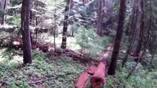 Leaning Tamarack