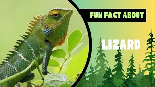 Secrets About Lizards That You Didn't Know: You'll Be Surprised!