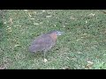 何かを捕食するズグロミゾゴイ