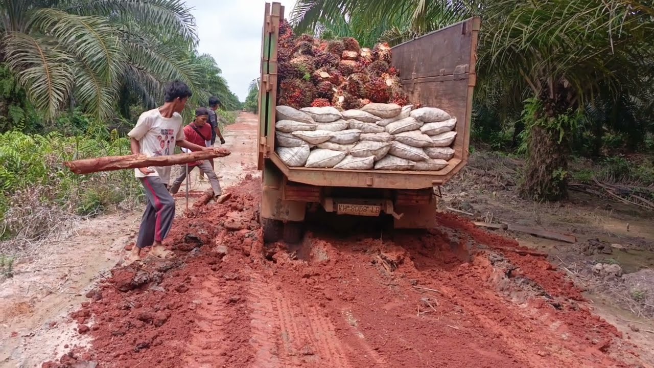 Muat TBS saat musim hujan ada tantangan tersendiri