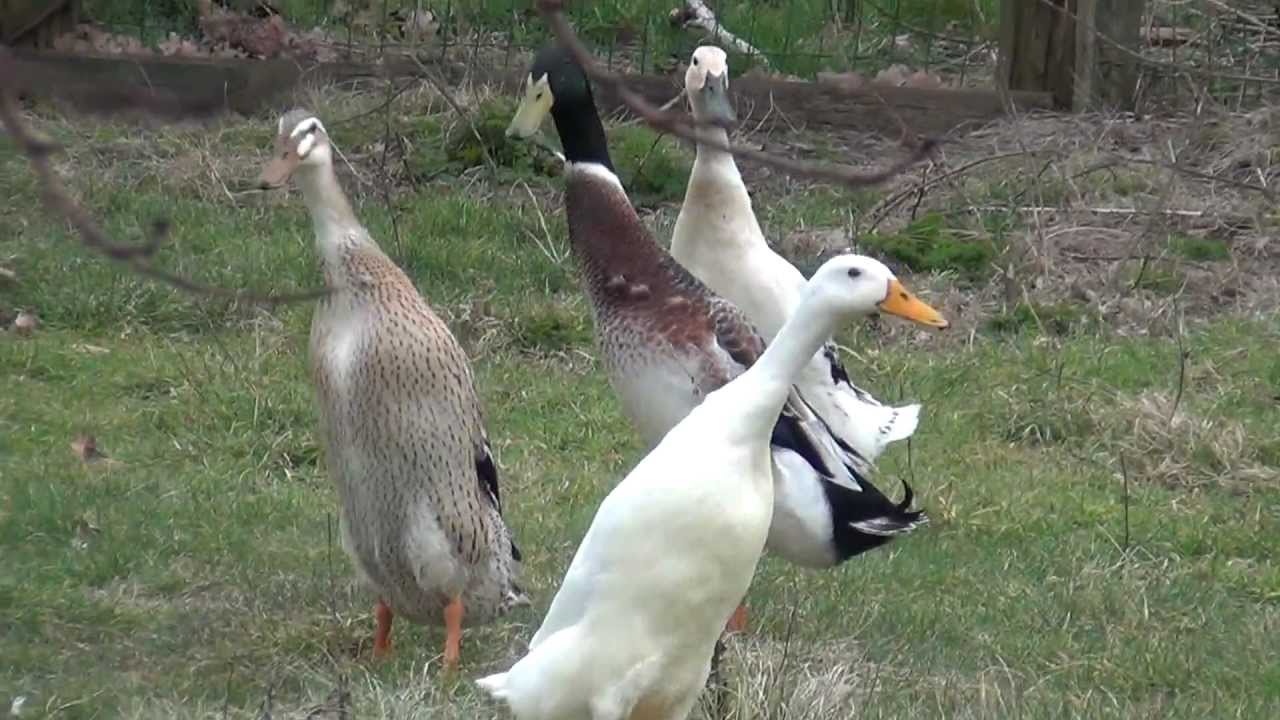 indian runner ducks