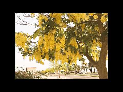 الكاسيا فستيولا او الخيار شمبر