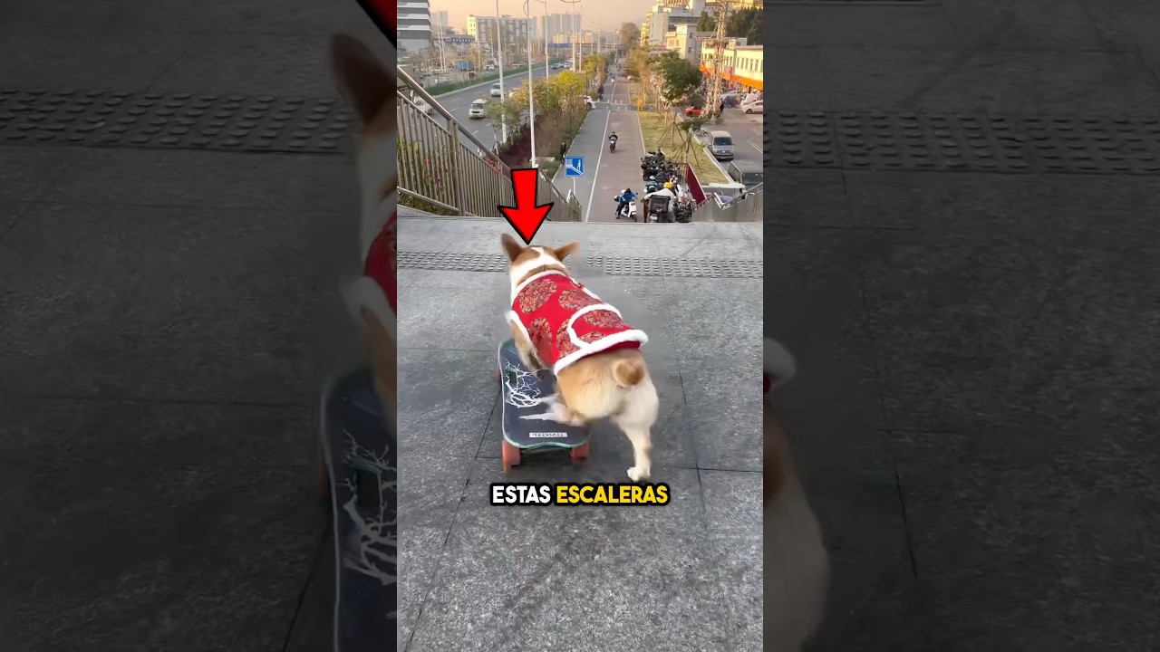 ¿Cómo reacciona el perro a esta escala?😳