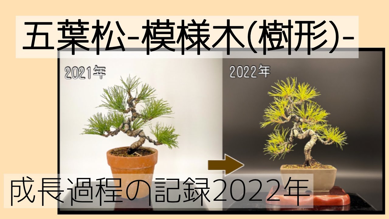 盆栽五葉松 模様木樹形 成長過程の記録年         # #