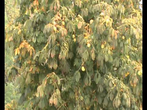 Video: ¿Qué es un castaño de Indias rojo? Consejos para cultivar un árbol de castaño de Indias rojo