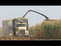 Corn Silage 2020 | New Holland FR920 Chopping Corn Silage  | Ontario, Canada