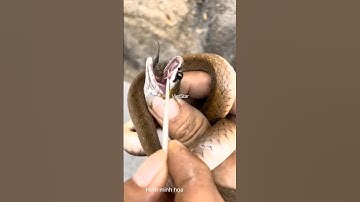 Cận cảnh nanh nọc rắn học trò cực độc #animals #dongvat #shortvideo #snake #thegioidongvat #short