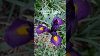 Growing Dutch Iris | Gardening With Spenta Armaiti | USDA Zone 7 Gardening | Happy Memorial Day 2026