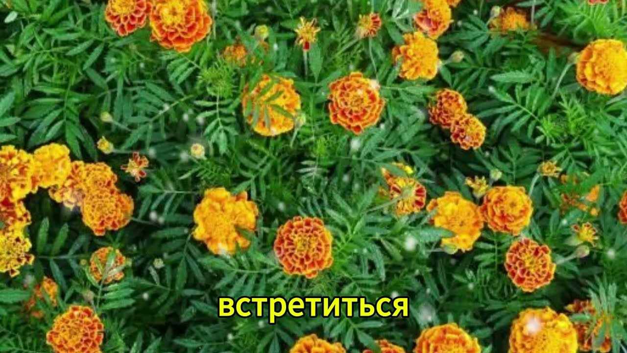 Моя свекровь много лет жила ненормально… Мой зять наконец-то поступил правильно.