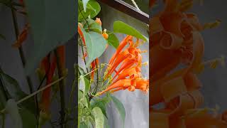 #globaltrending #globaltrending #discovercontent #exploreglobal #floralart #giftofnature #audience
