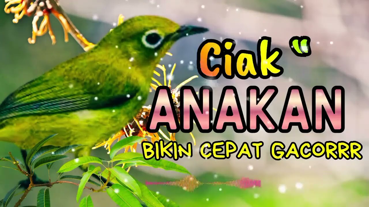 CIAK CIAK NGEKER ANAKAN KECIAL TERBUKTI BIKIN SEHAT DAN LEBIH AGRESIF | MASTERAN KECIAL KUNING