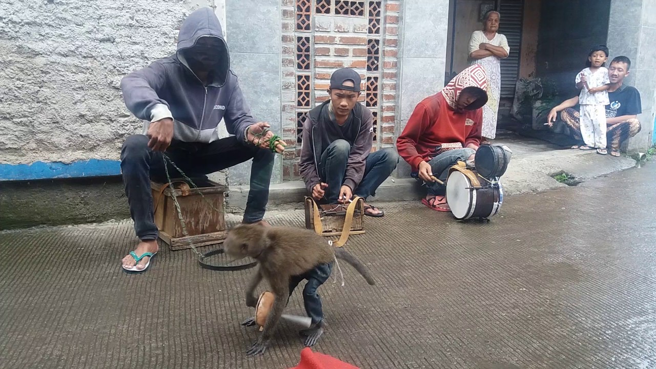 Topeng Monyet Keren  Bisa Akrobat Sampai Nelpon Pake Hape 