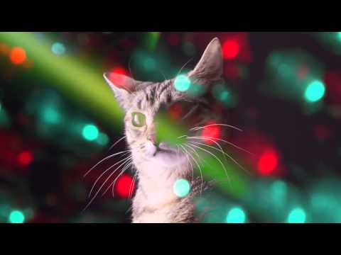 CATS RAVE