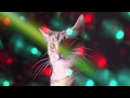 Cats rave