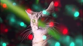 CATS RAVE