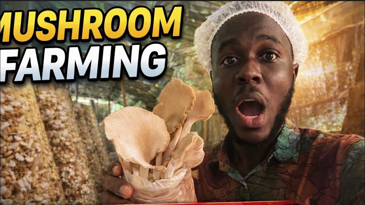 Watch how Mushroom Farming can make you Millions  🤑 in Ghana…