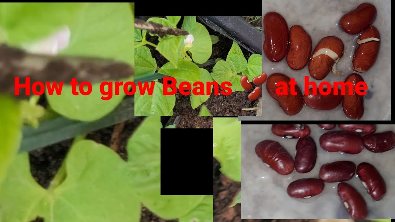 How to grow kidney beans easy way | Easy Way to Grow kidney beens | How