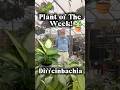 Plant of the week with Jim!
