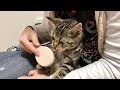 妹の神ブラッシングが気持ち良すぎて我慢できずスリスリ攻撃をしてしまう子猫w