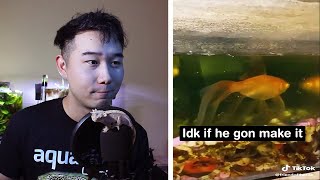 BEST FISH OWNER ON TIKTOK | Fish Tank Review 84