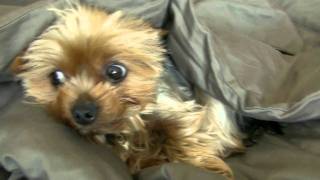 Funny yorkie