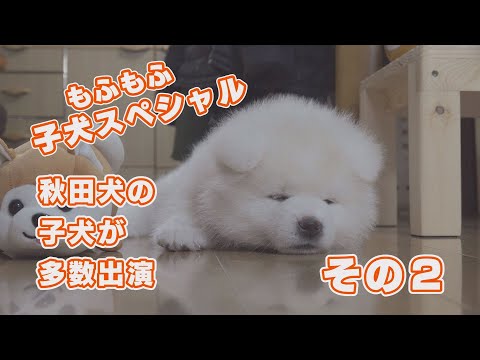 秋田犬のもふもふ子犬スペシャル その Youtube