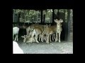 1988 10 29 São Paulo SP Simba Safari Zoologico 1988 10 29 São Paulo SP Simba Safari Zoologico