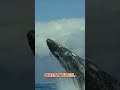 Whale the gentle giants of the ocean   naturelax