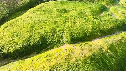 Ghé thăm bãi rêu ở biển Cổ Thạch, Tuy Phong, Bình Thuận - Anh Linh Channel