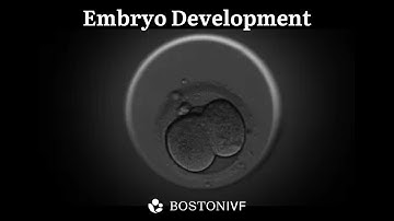 Embryo Development | Science at Boston IVF