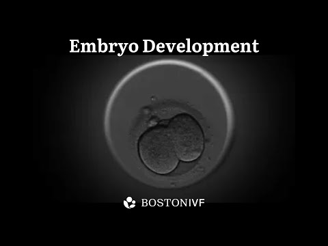 Boston IVF Embryo Development