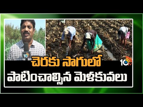 చెరకు సాగులో పాటించాల్సిన మెళకువలు | Sugarcane Cultivation Techniques | Matti Manishi | 10TV - 10TVNEWSTELUGU