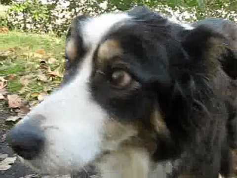 In Memory of our Border Collie Katie