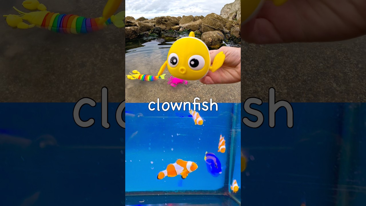 Learn Sea Animal Names for Kids at the Rock Pool: Lobster Crab Clownfish Hammerhead Shark Turtle