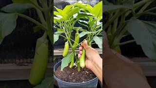 Cara Menyiram Terong di Pot yang Benar Agar Cepat Berbuah