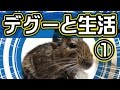 デグーとの生活、飼育、飼い方等。うっとり睡眠、寂しがりやさんです【DEGU】