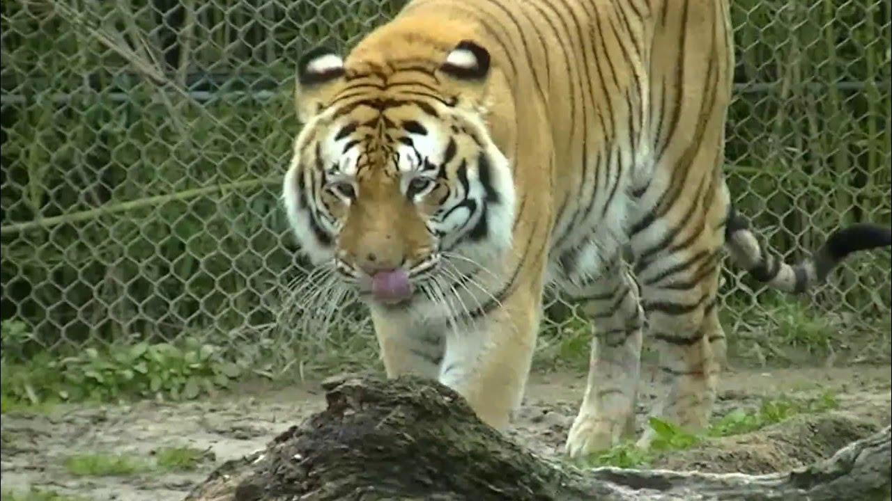 Тайгер видео. Тигр Ngandong Tiger. Тигр против белого тигра. White Tiger Orange Tiger.