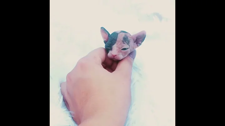 Video 1253061: calico sphynx, cattery