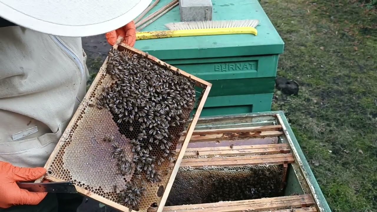 26 luty 2026 Przegląd rodzin i układanie gniazd.